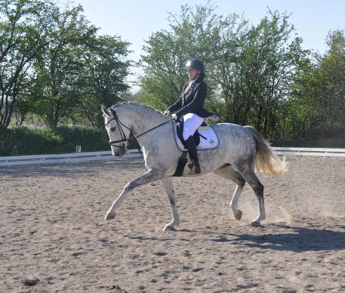 Holstener Limara billede 3