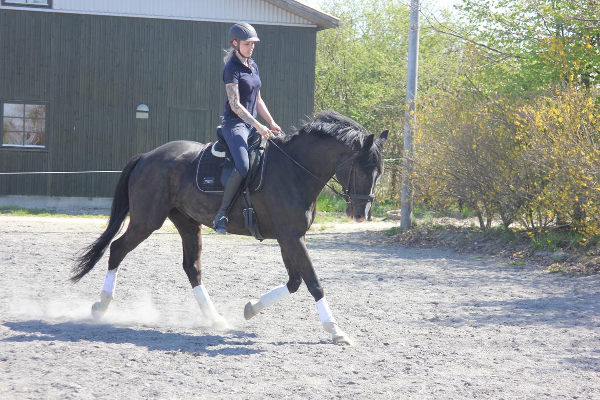 Dansk Varmblod Valløs Farinelli billede 2