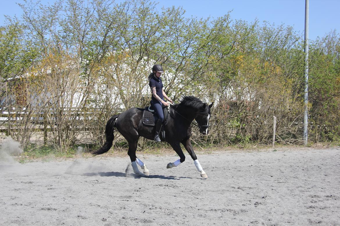 Dansk Varmblod Valløs Farinelli billede 1
