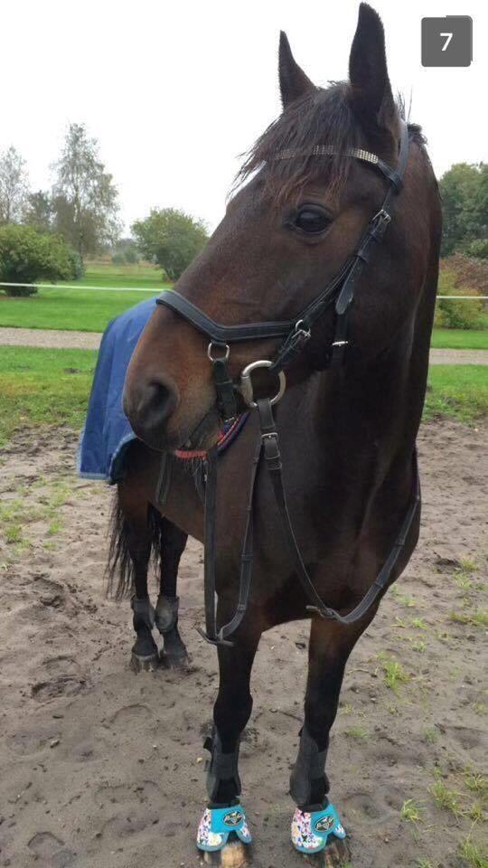 Anden særlig race Jumper  billede 4