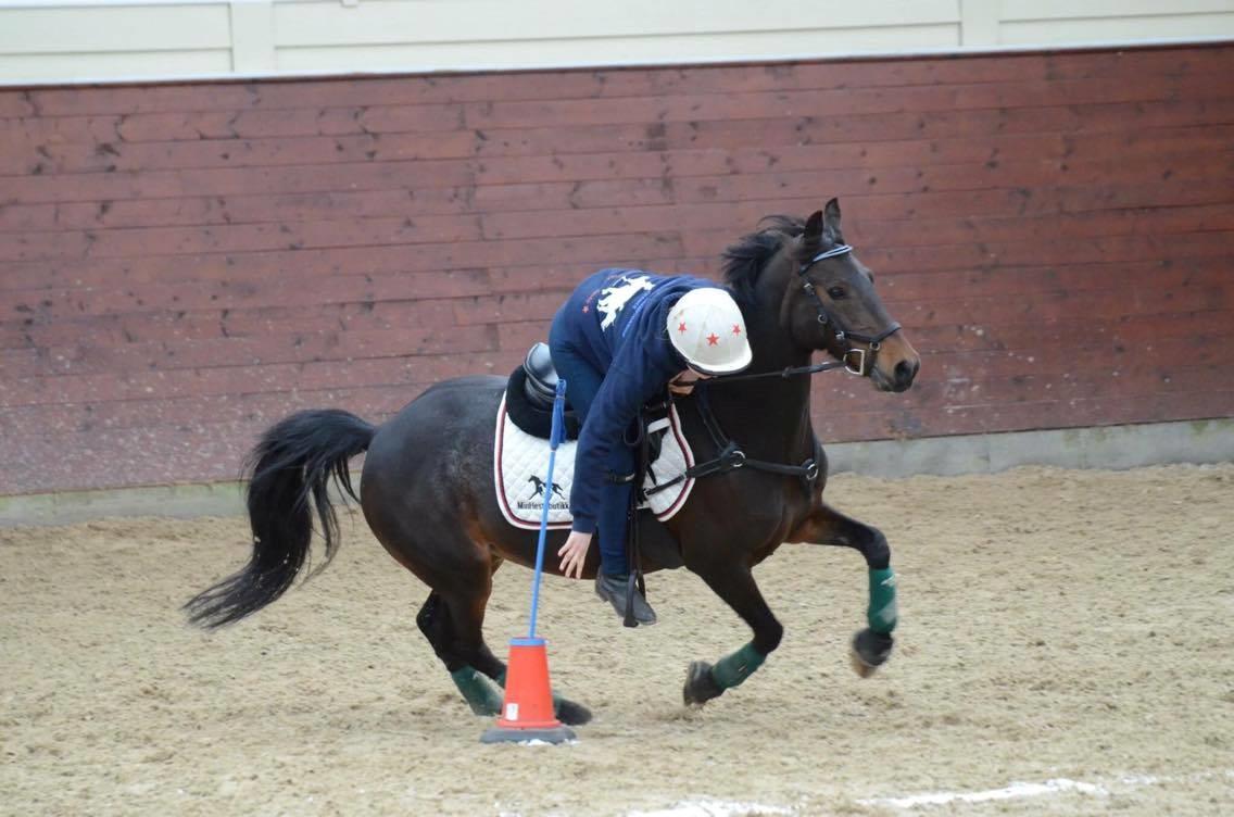 Anden særlig race Jumper  billede 6