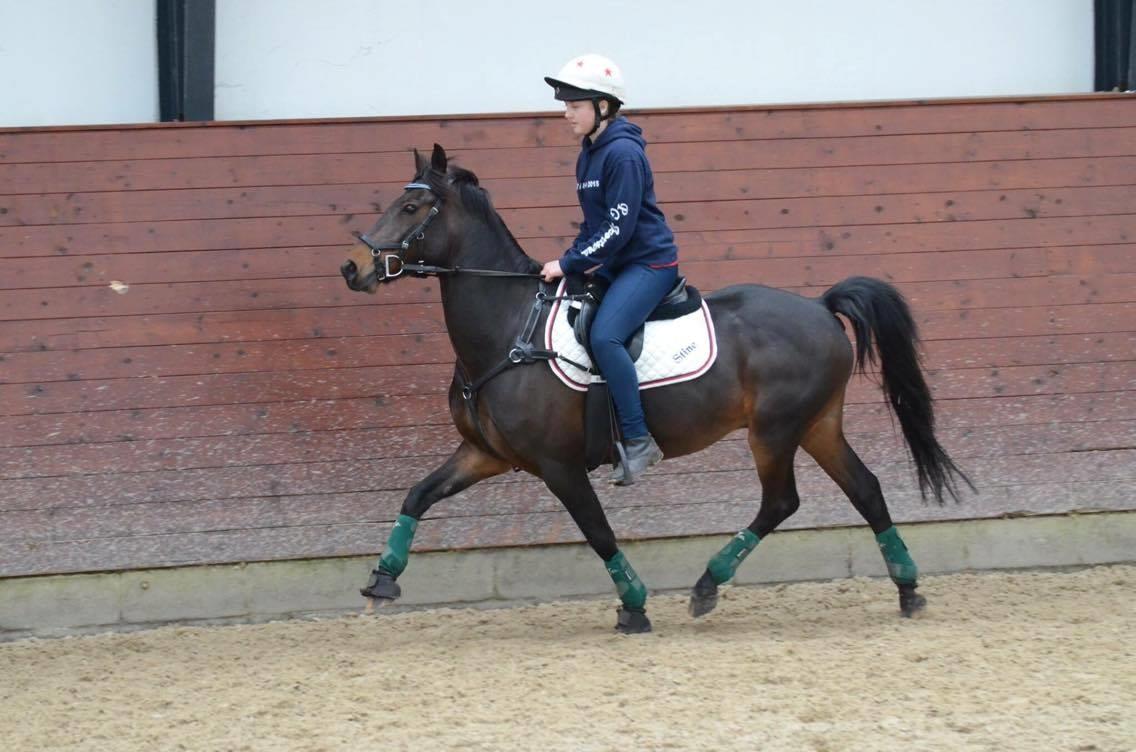 Anden særlig race Jumper  billede 7