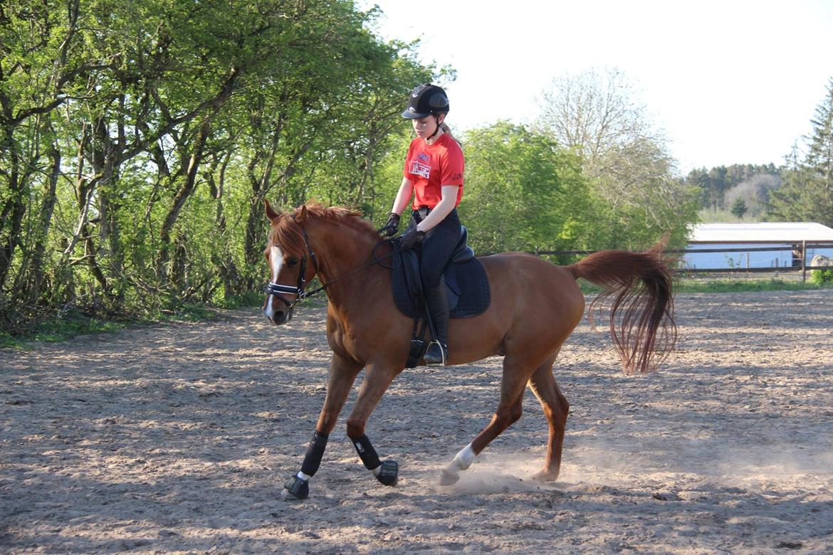 Anden særlig race Red Magic billede 5