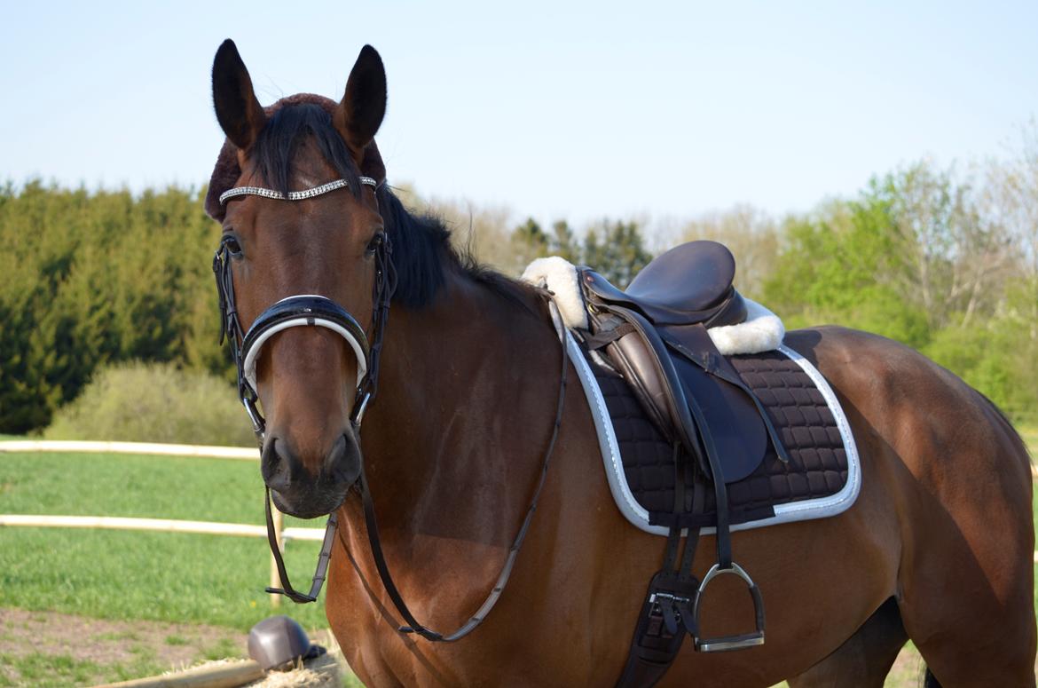 Anden særlig race Enghavegaards Fifty Cent - 09/05/-16 billede 6