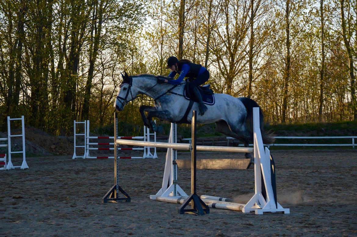 Dansk Varmblod Cornelius billede 15