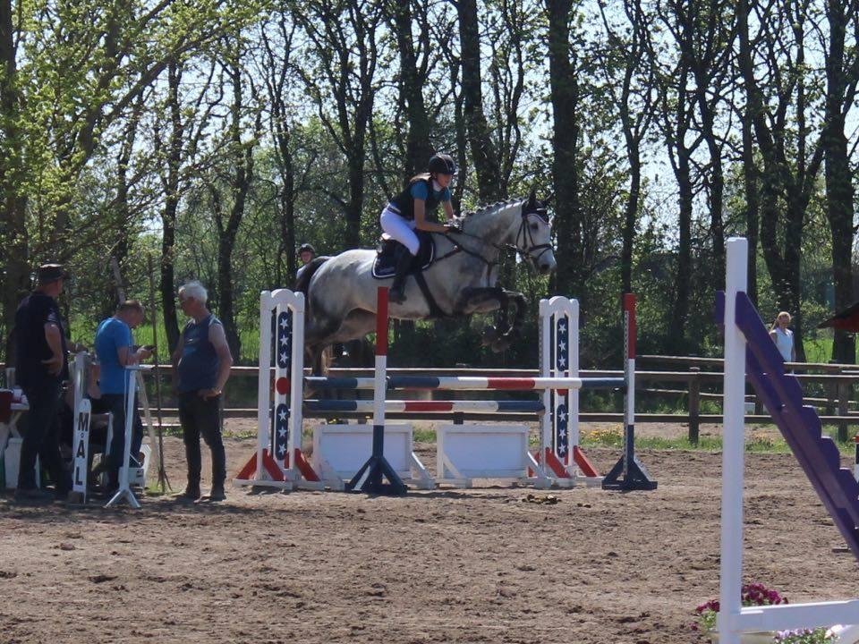 Dansk Varmblod Cornelius billede 1