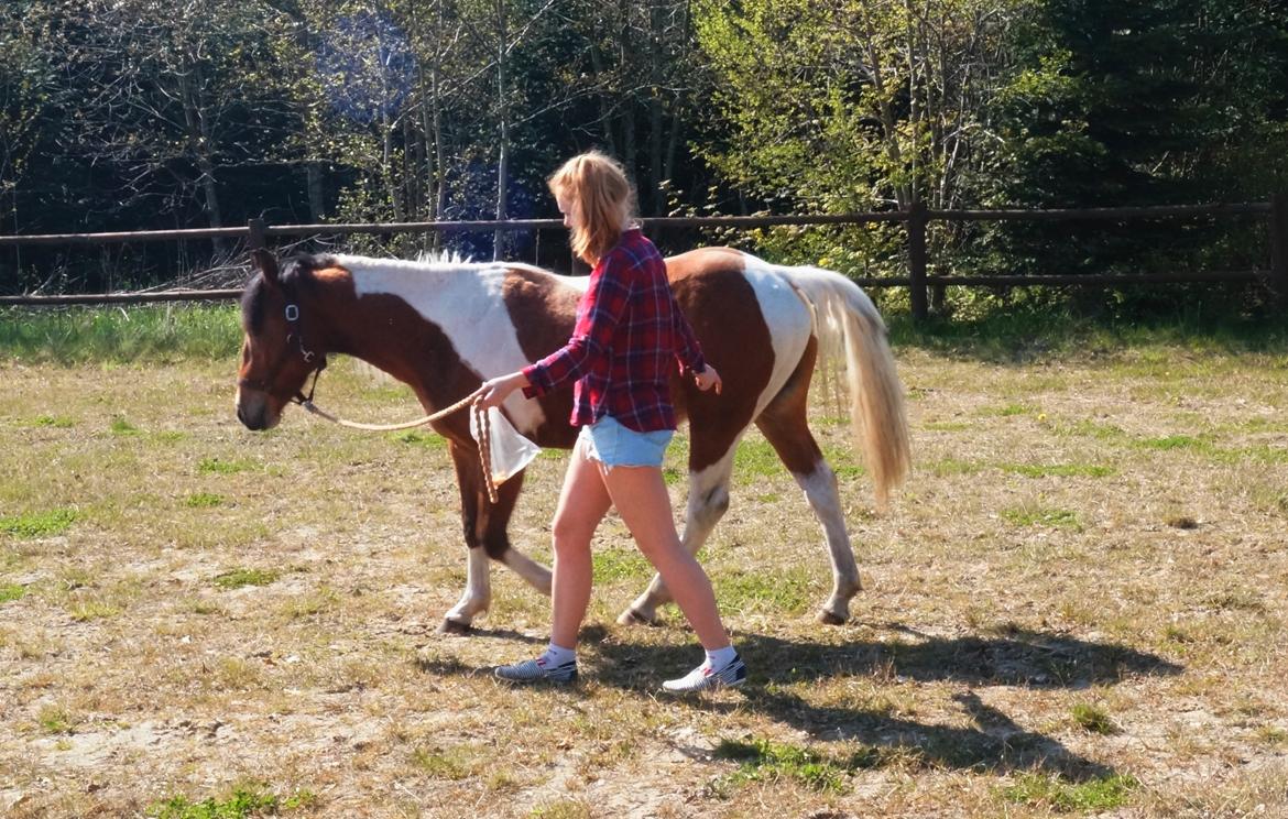 Anden særlig race Joey - 5/5-2016 Anden banetræning nogensinde, her 2 år. billede 7