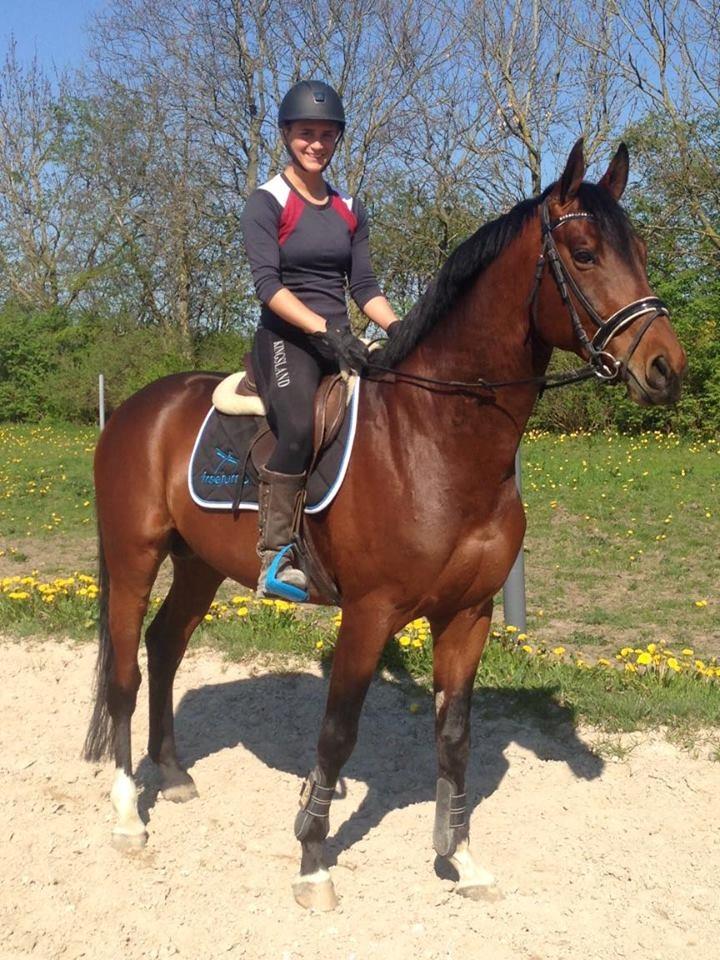 Trakehner Donaukansler - Først gang jeg er på ryggen af ham. billede 2