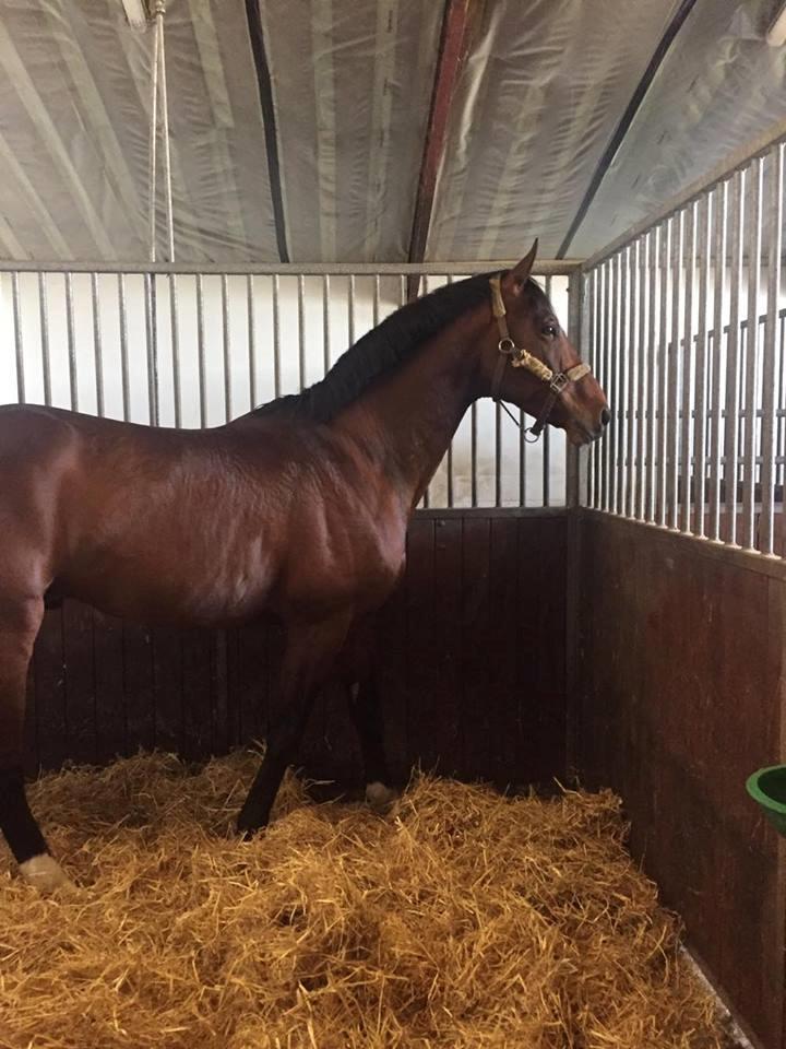 Trakehner Donaukansler - Lige ankommet til sin boks. billede 3