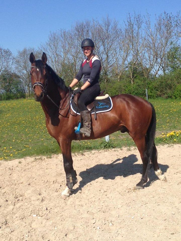 Trakehner Donaukansler billede 5