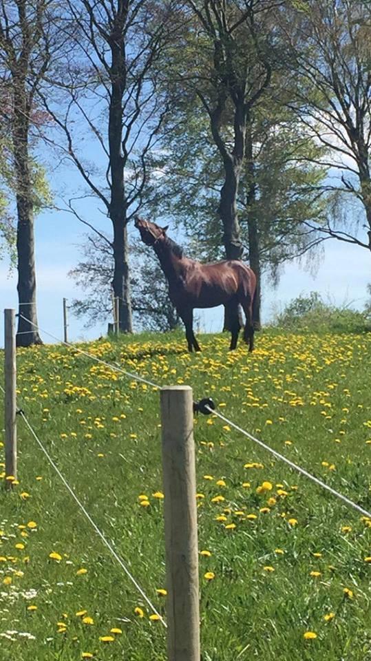 Trakehner Donaukansler - Første dag på fold, dufter til damer. billede 11