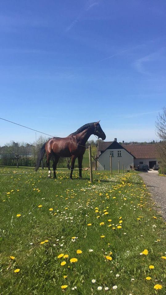 Trakehner Donaukansler billede 8