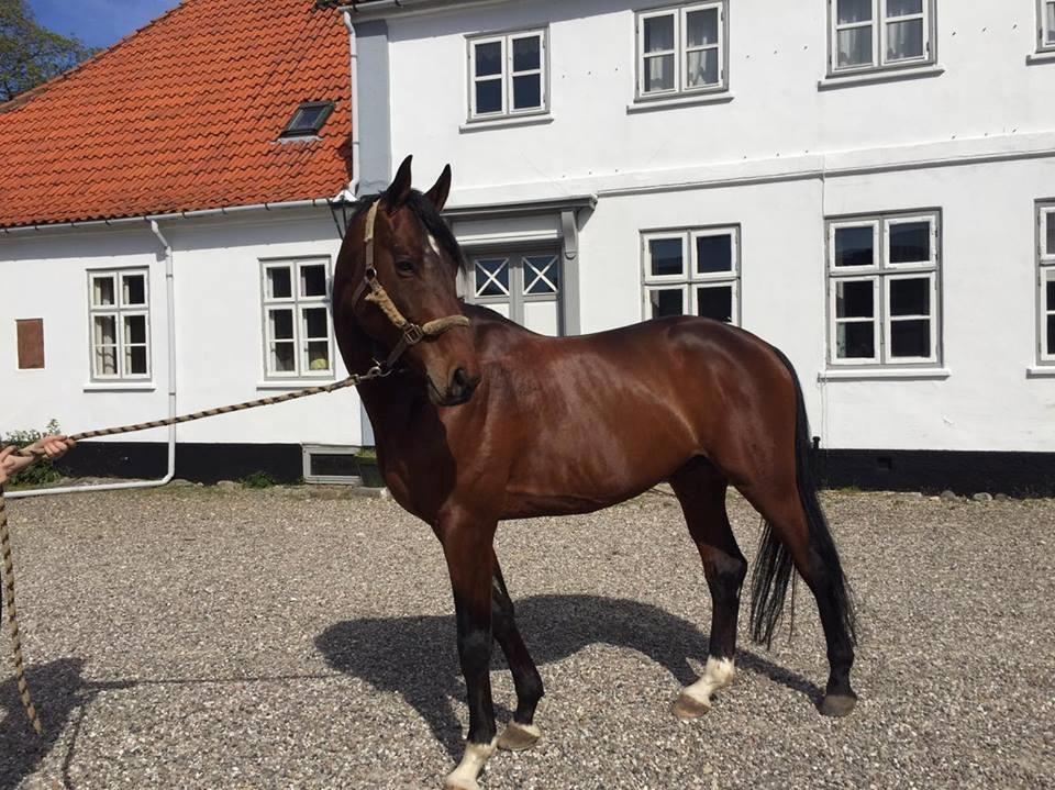 Trakehner Donaukansler - Lige inden vi læssede ham og tog ham med til Odense. billede 6