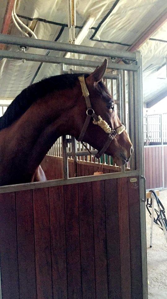 Trakehner Donaukansler billede 10