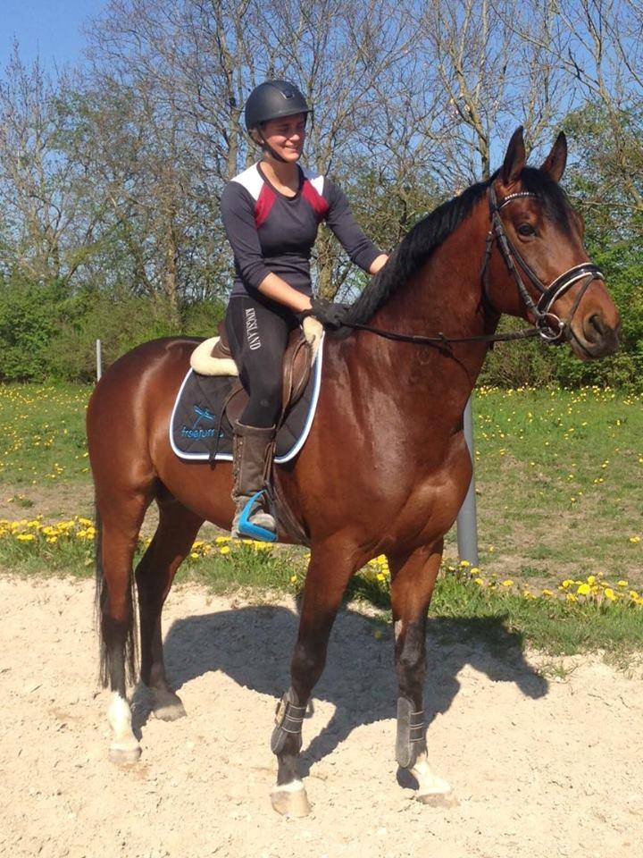 Trakehner Donaukansler billede 13