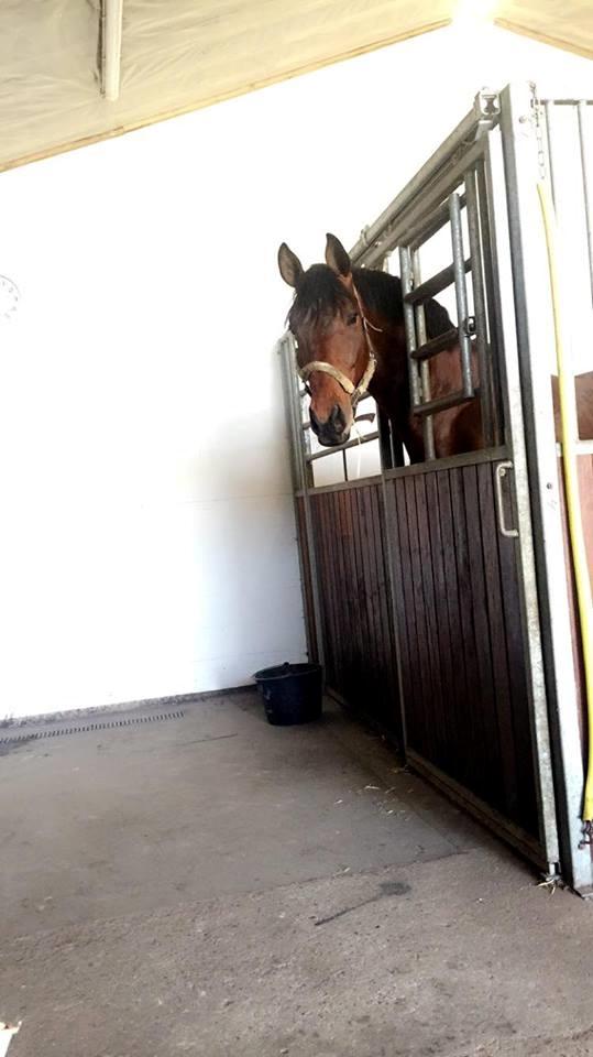 Trakehner Donaukansler billede 14