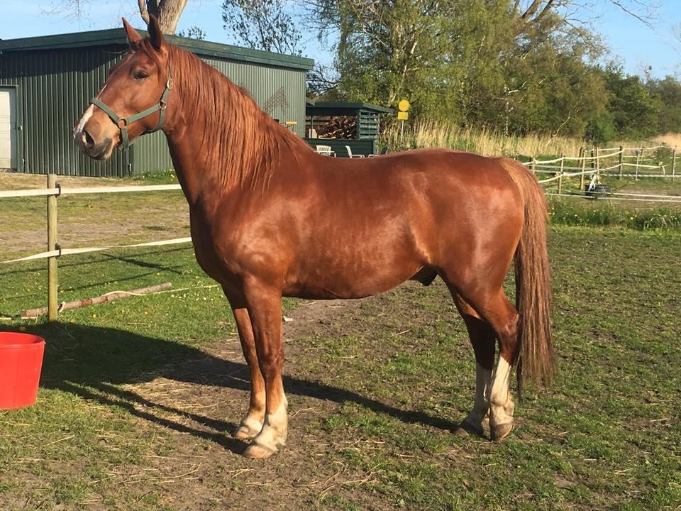 Frederiksborg Aslan billede 4