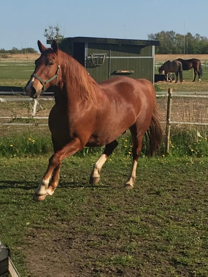Frederiksborg Aslan billede 6