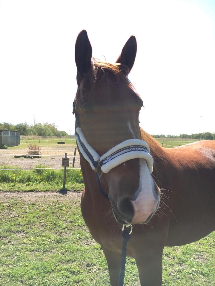 Frederiksborg Aslan billede 7
