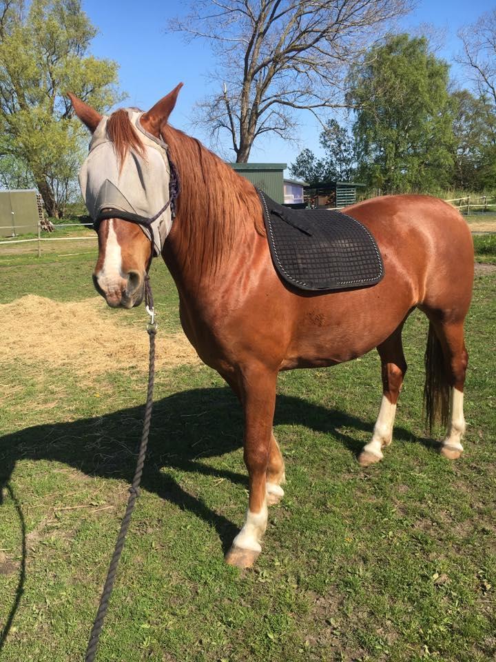 Frederiksborg Aslan - 2. uger efter køb, stod han med underlag på. billede 9
