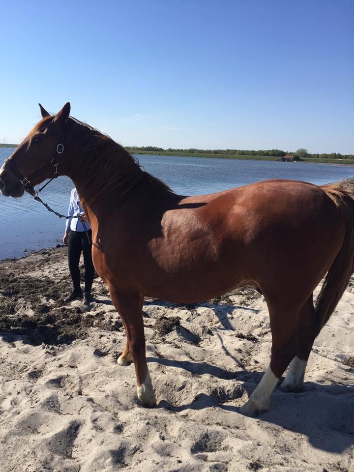 Frederiksborg Aslan - 1. gang på stranden billede 14