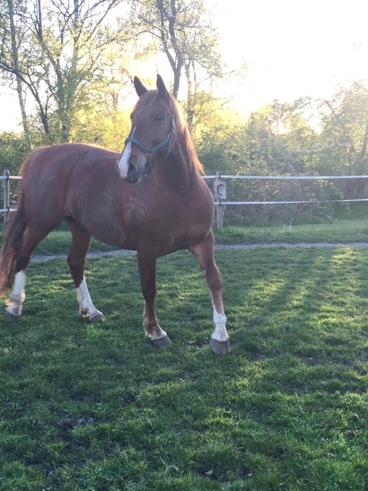 Frederiksborg Aslan billede 15