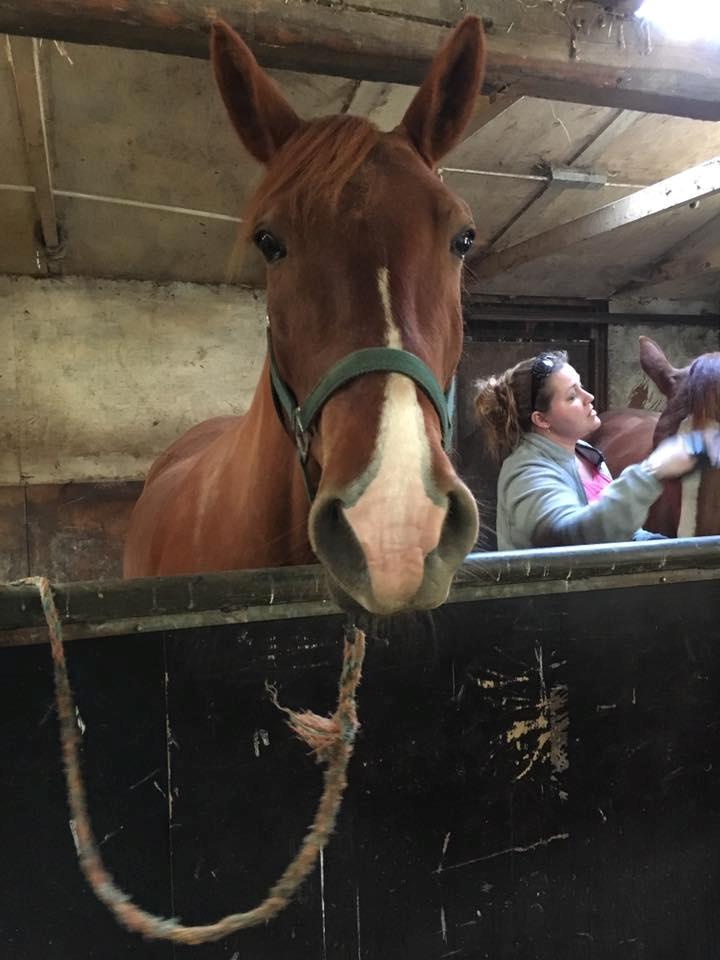 Frederiksborg Aslan - Da jeg var oppe og hente ham billede 16