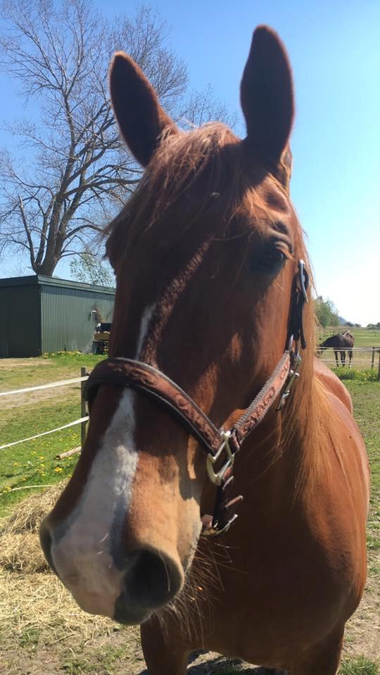 Frederiksborg Aslan billede 17