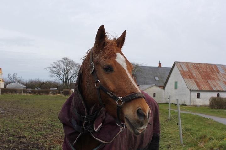 Anden særlig race Kelabo van Orchid's billede 7