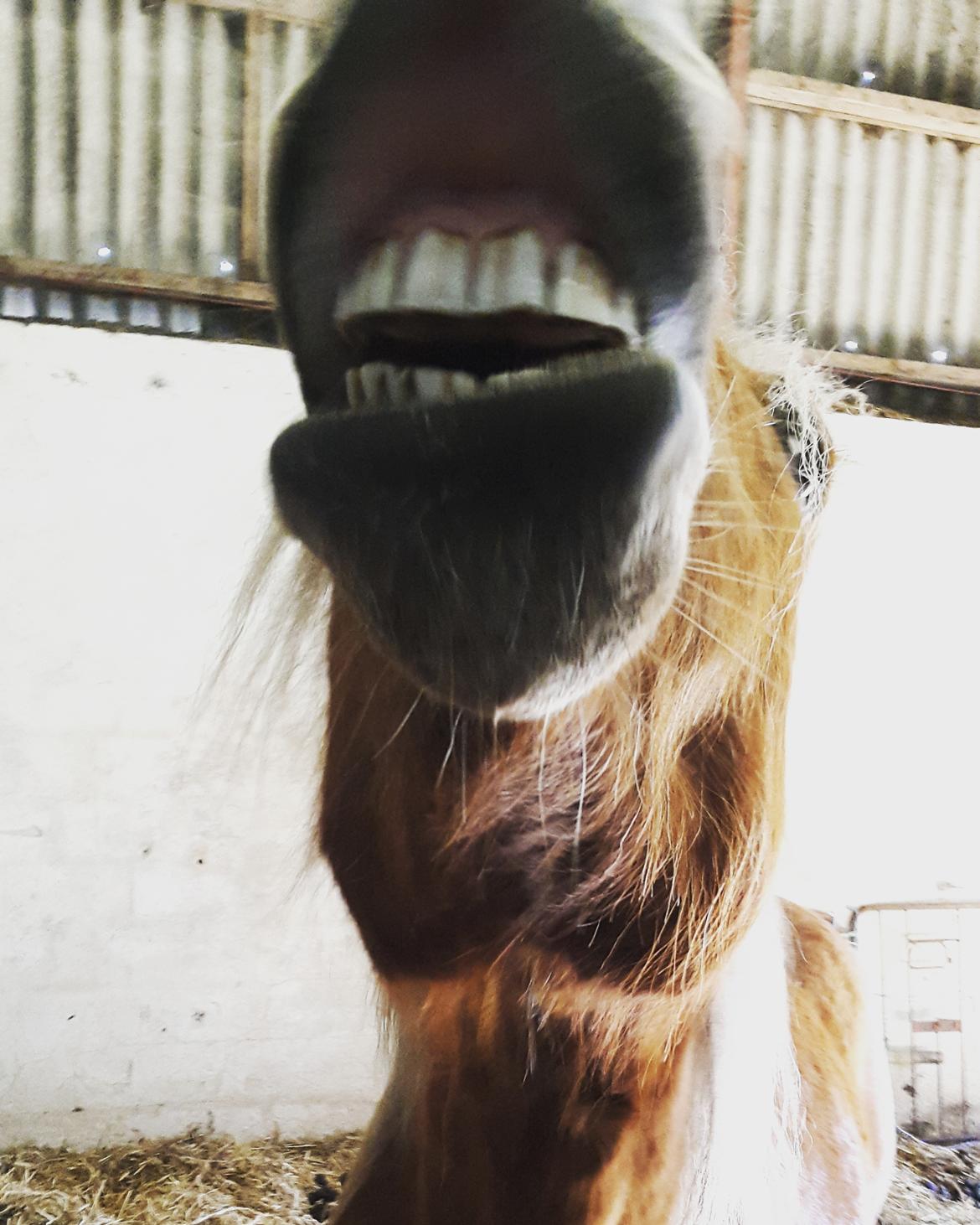 Haflinger Højemindes Stjerne billede 17