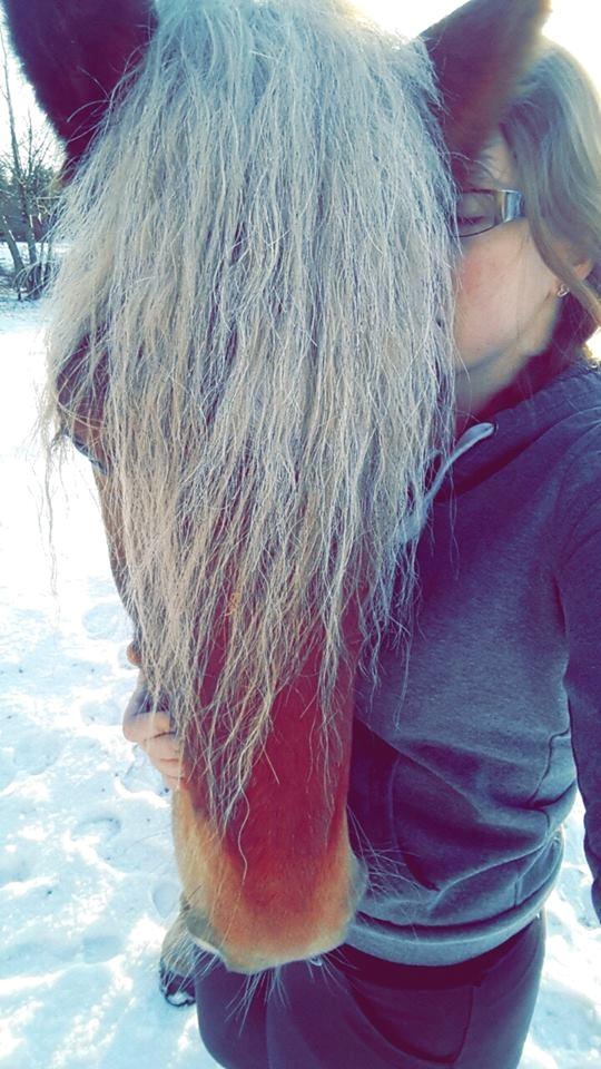 Haflinger Højemindes Stjerne billede 18