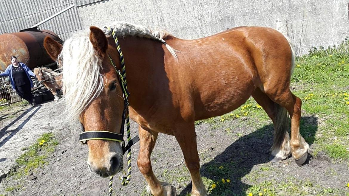 Haflinger Højemindes Stjerne billede 19
