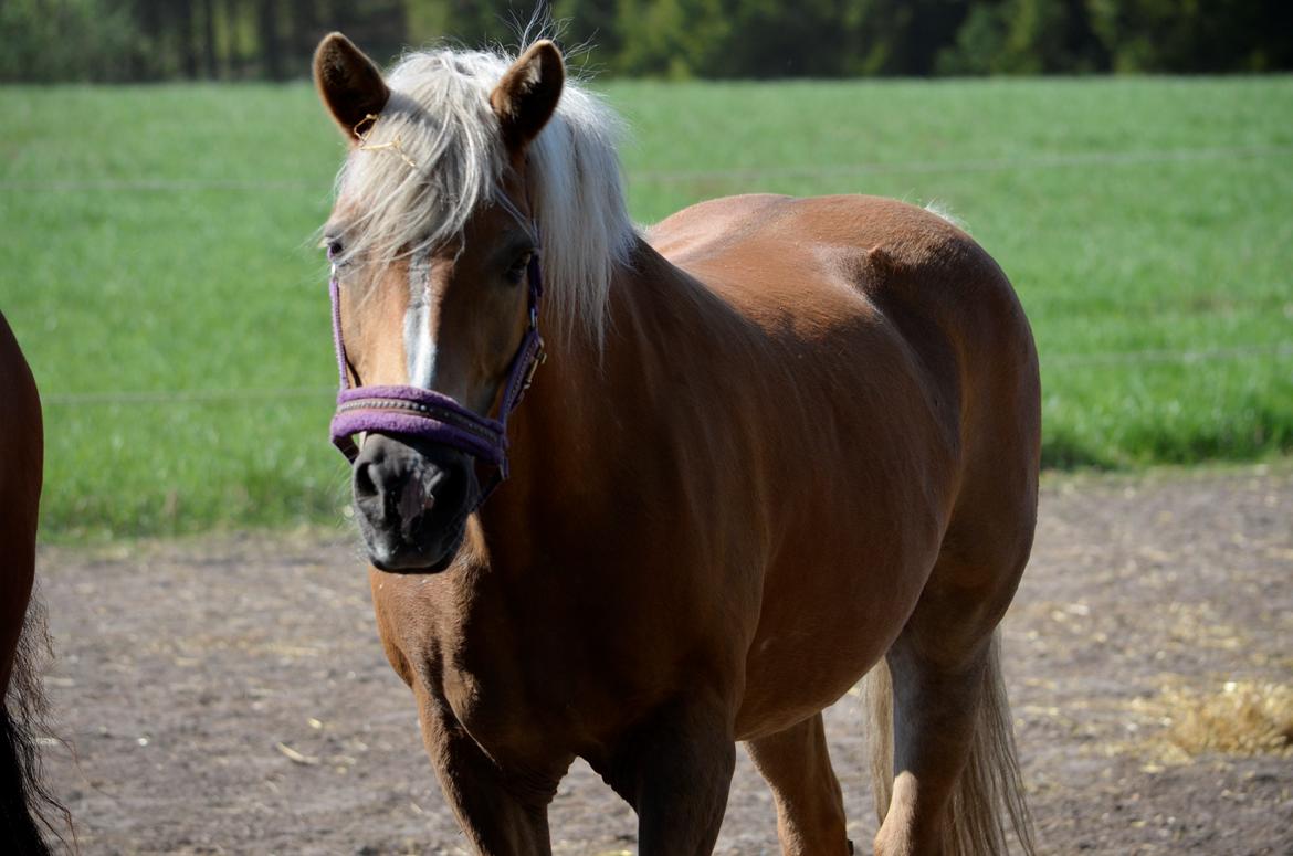 Haflinger Abbi rundhøj - 08/05-16 billede 3