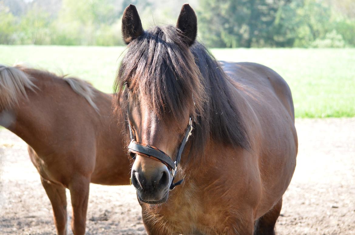 Jyde Hans - 08/05-16 billede 1