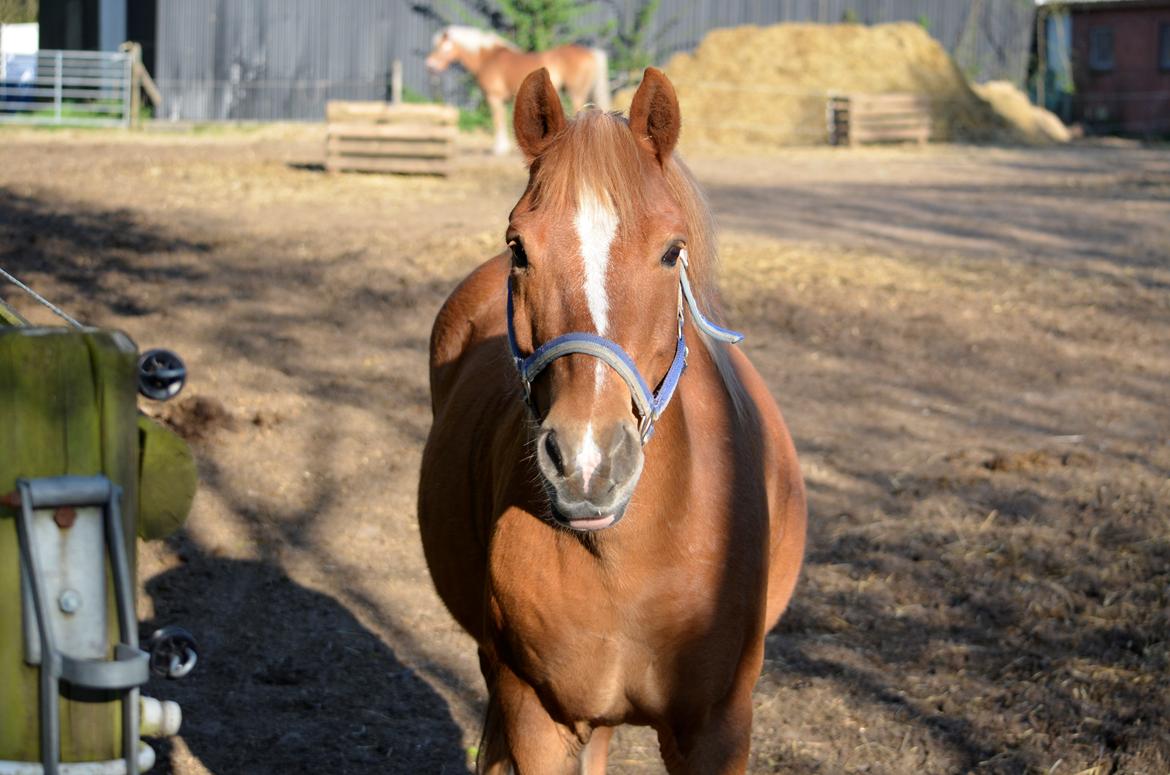 Anden særlig race Tasano - 08/05-16 billede 10