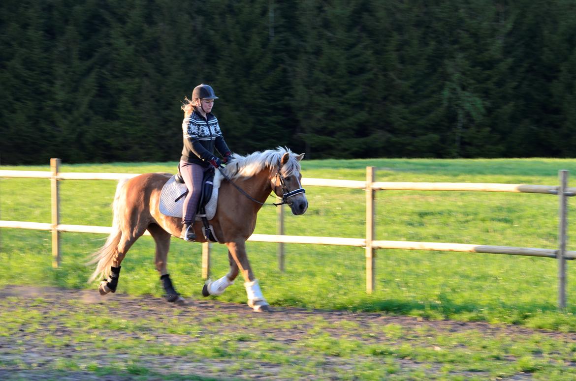 Haflinger Abbi rundhøj - 09/05-2016 billede 2