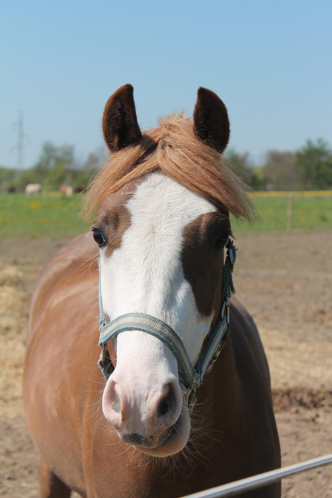 Welsh Pony (sec B) Bourbon billede 1