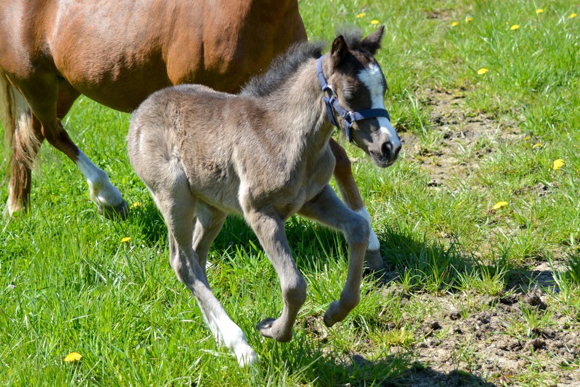 Welsh Mountain (sec A) Sunny Hill Anabell billede 1