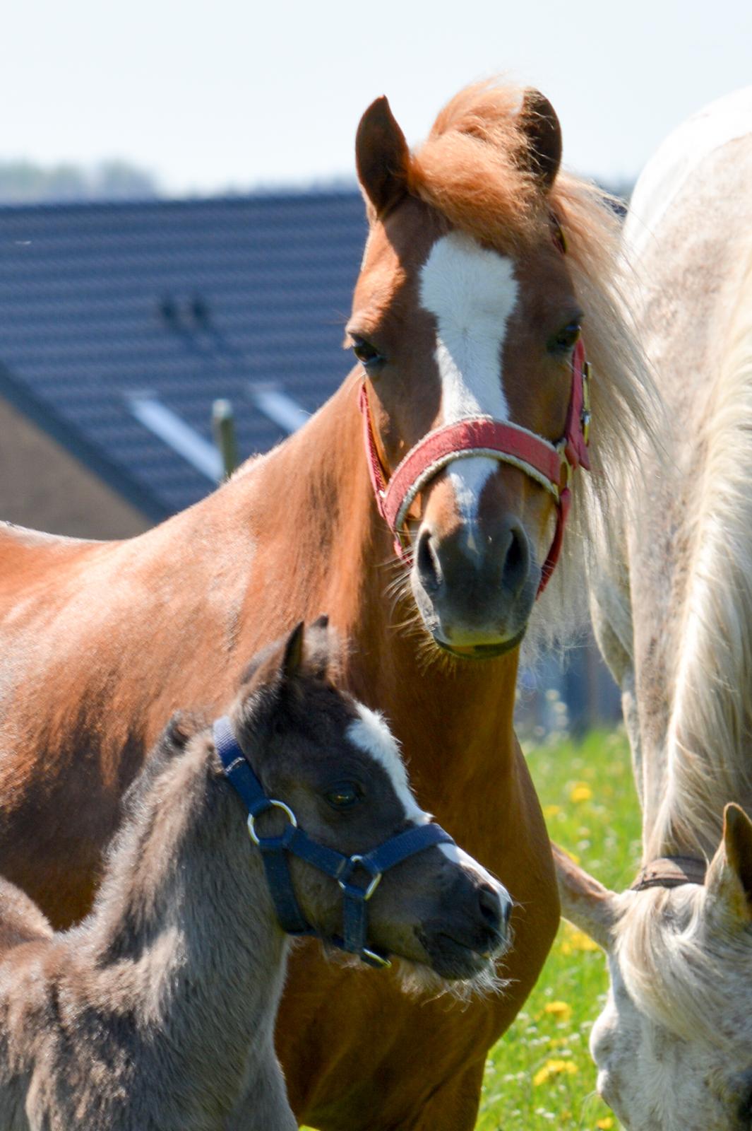 Welsh Mountain (sec A) Sunny Hill Anabell billede 2