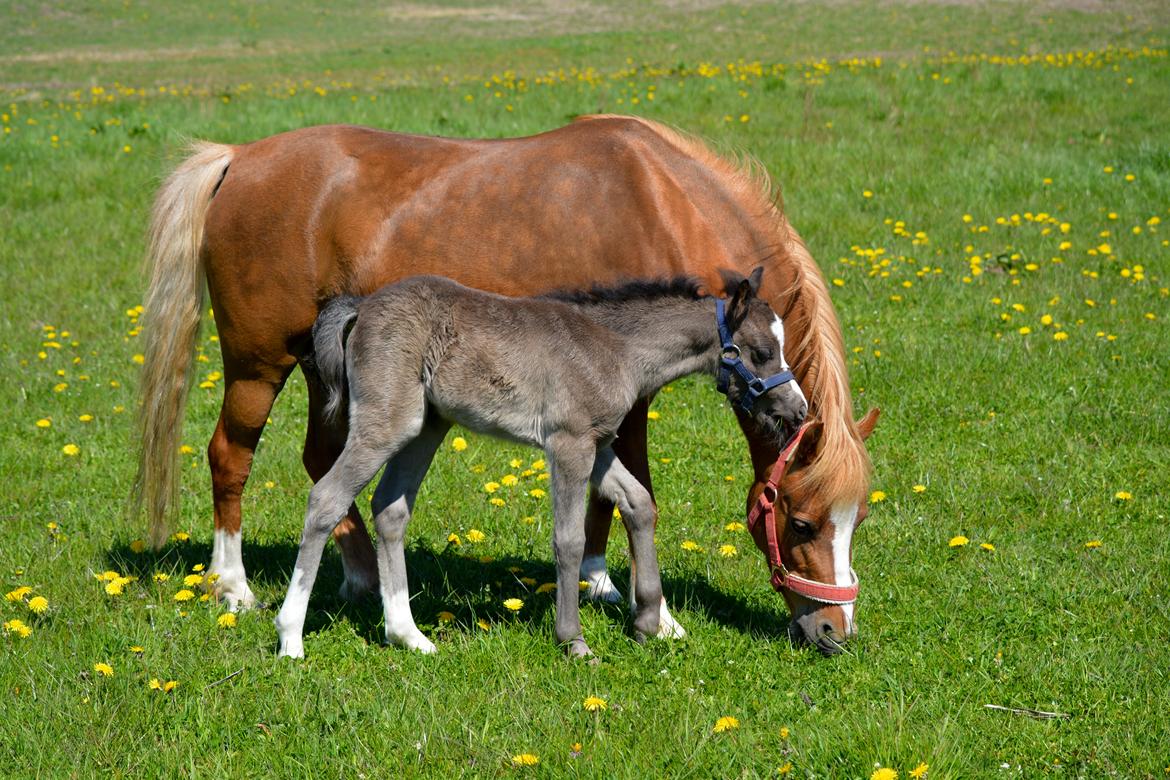 Welsh Mountain (sec A) Sunny Hill Anabell billede 3