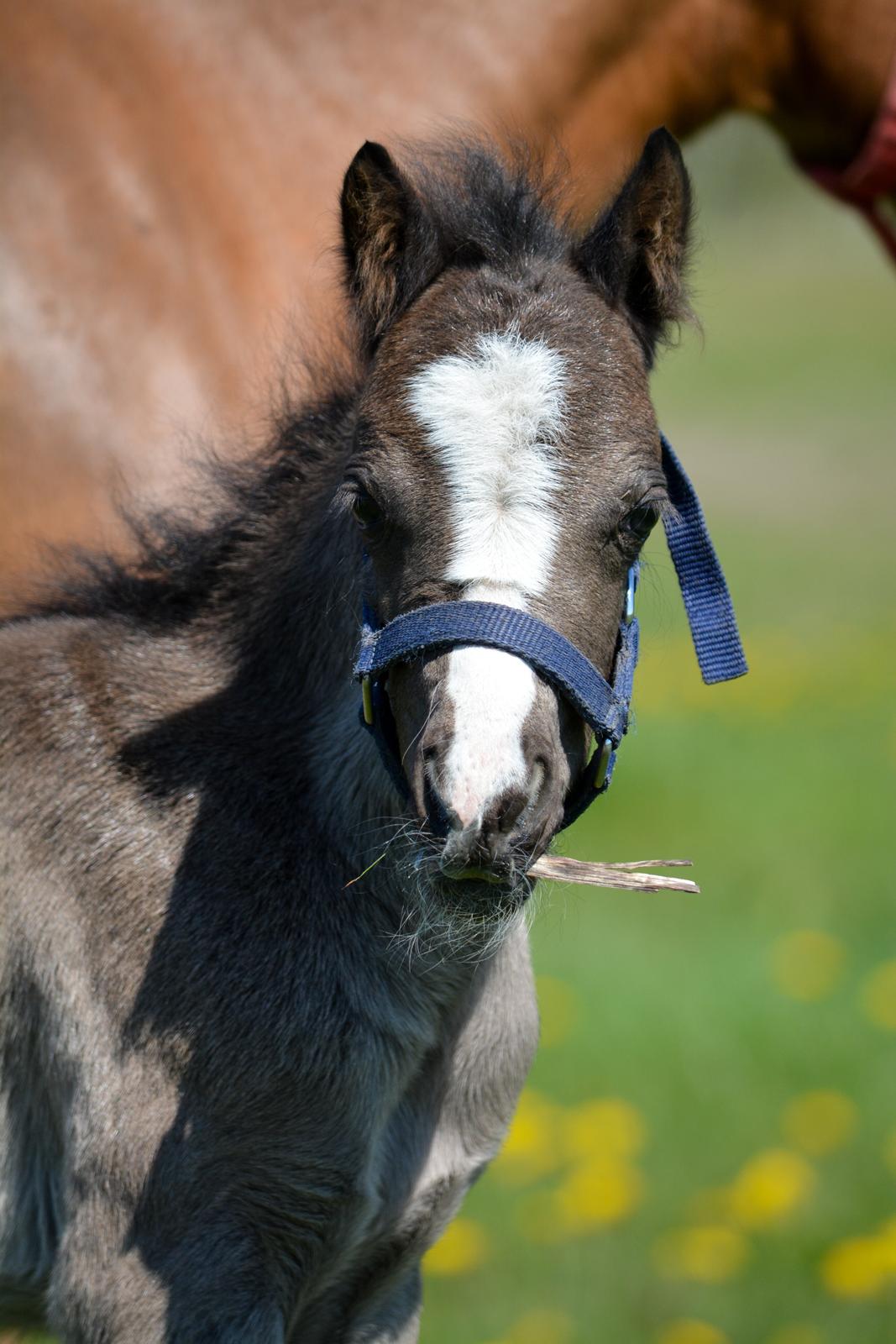 Welsh Mountain (sec A) Sunny Hill Anabell billede 4