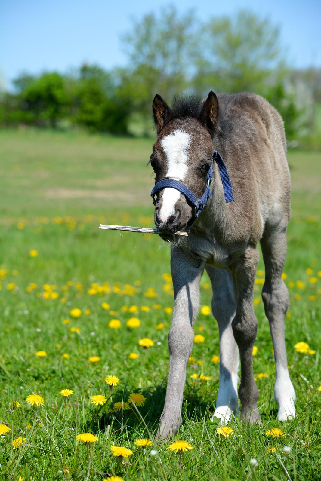 Welsh Mountain (sec A) Sunny Hill Anabell billede 5