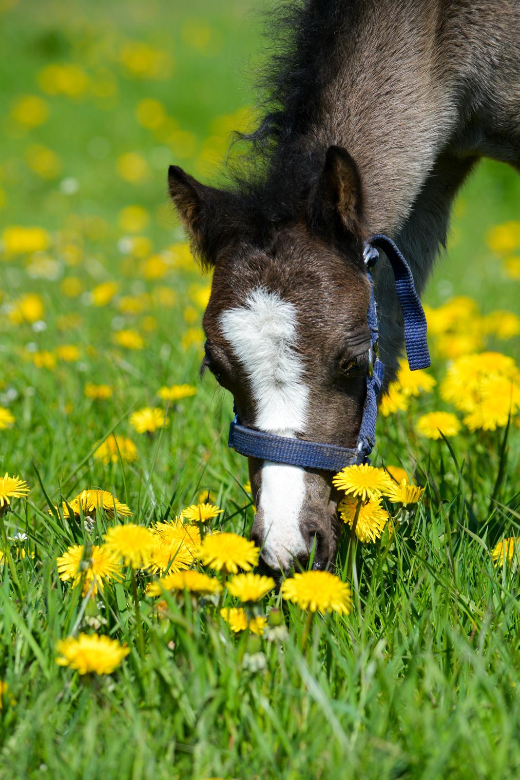 Welsh Mountain (sec A) Sunny Hill Anabell billede 7