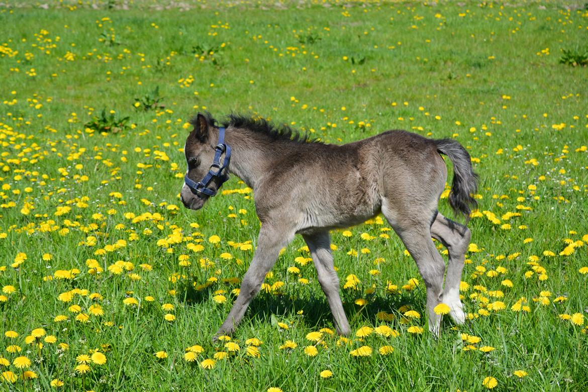 Welsh Mountain (sec A) Sunny Hill Anabell billede 6