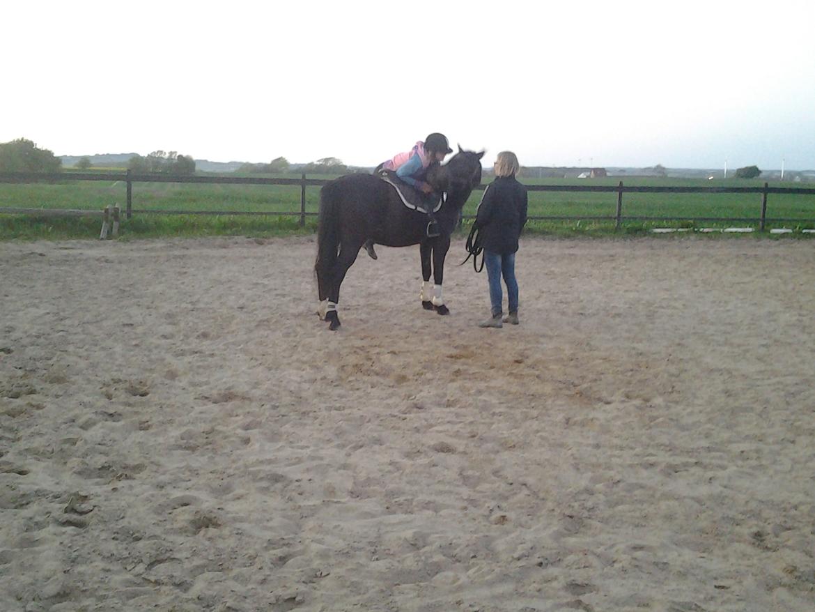 New Forest Elmholts Desiré - Første gang vi er på ryggen af Desire billede 2