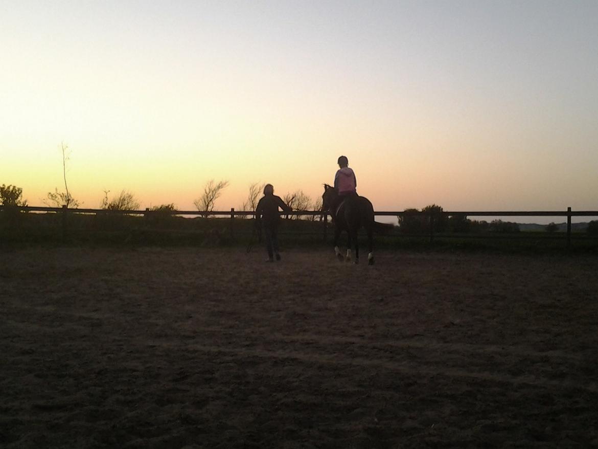 New Forest Elmholts Desiré - 8. maj 2016, første gang vi er på ryggen af Desire billede 3