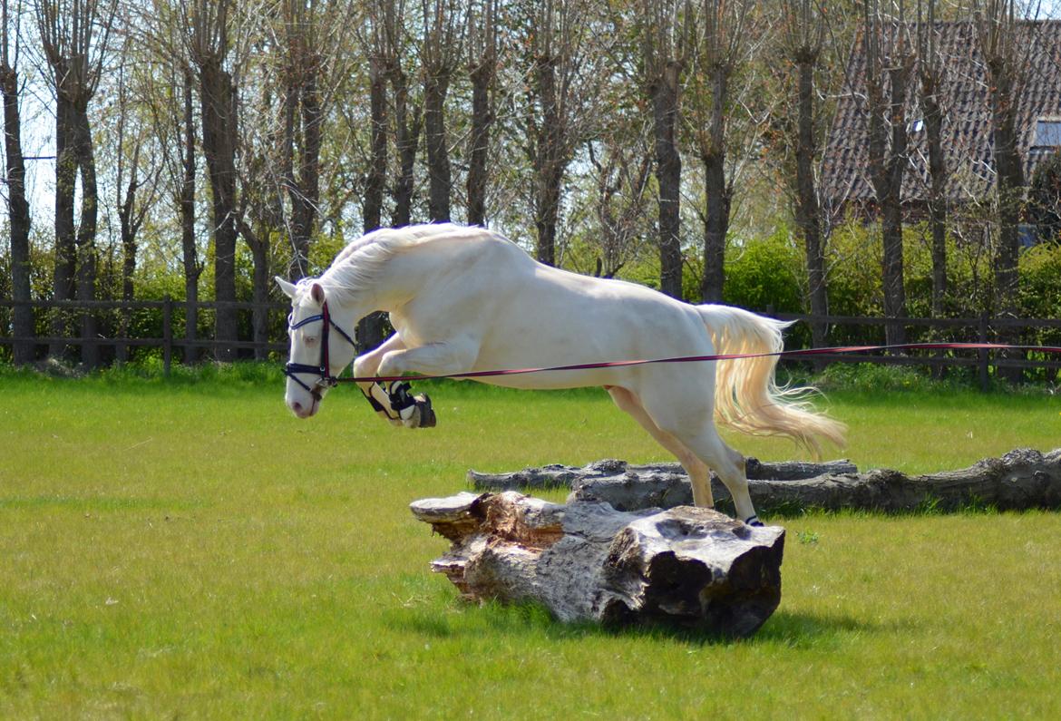 Palomino Stensgaardens cavanoux (EU Hingst) billede 9
