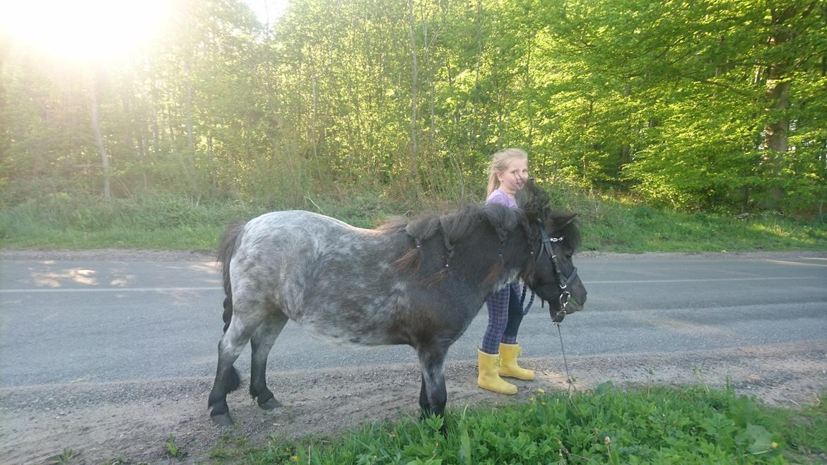 Dansk Miniature Strandgårdens Touch My Heart (Baby) Tidl. hest.  billede 7