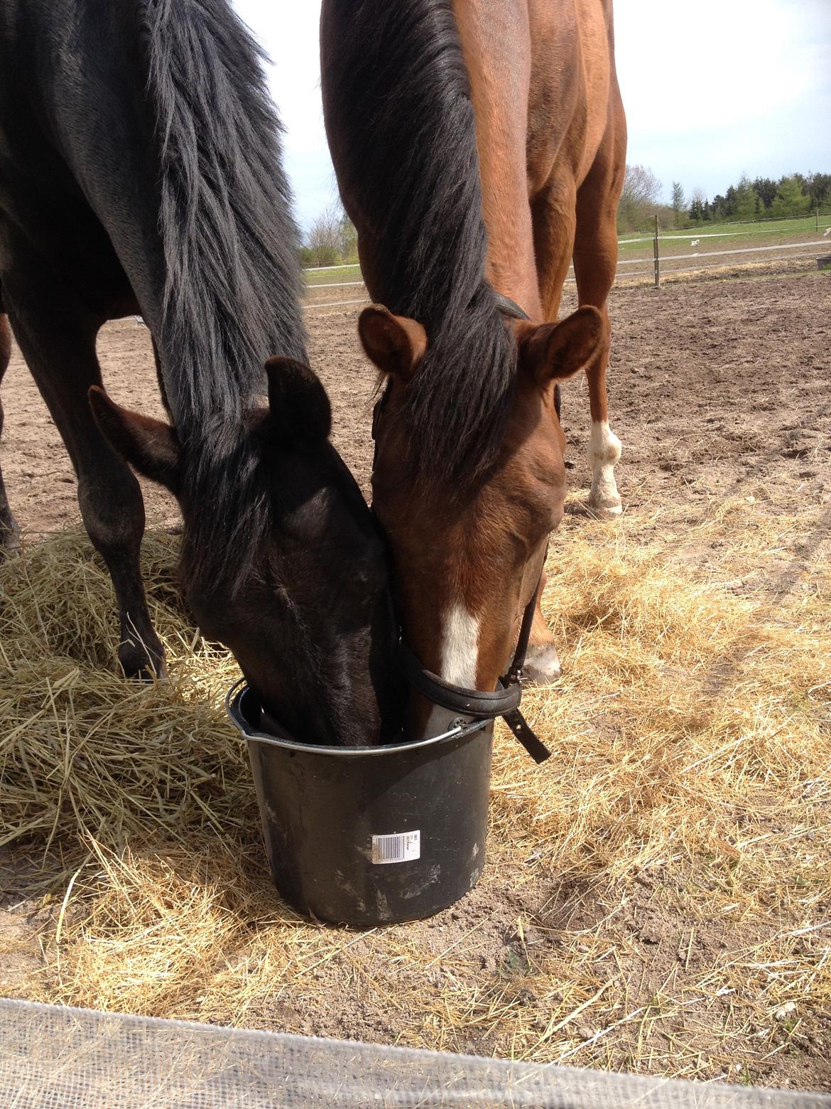 Anden særlig race Piratus  billede 1