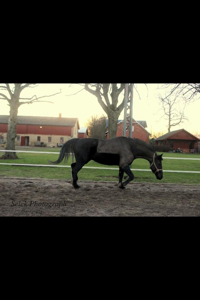 Anden særlig race Piratus  billede 2